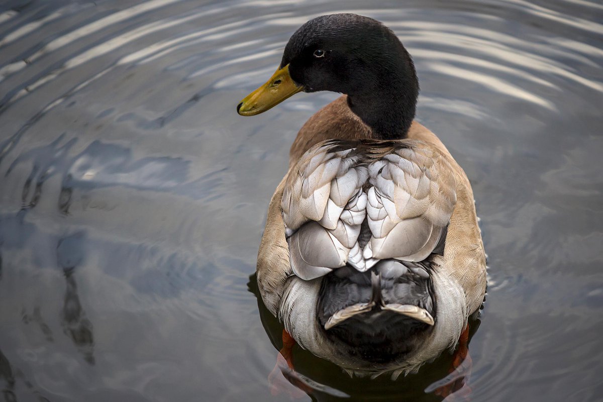 MeInTheMiddleX's tweet photo. Welcome folks get ready for another mad #MallardMonday
Today hosted by the wonderful @JanisD19 of The #Duckworld so dive into the pond and find yourself some duckies.
#Duck
#Birds
#NaturePhotography https://t.co/txMBbFAz1l