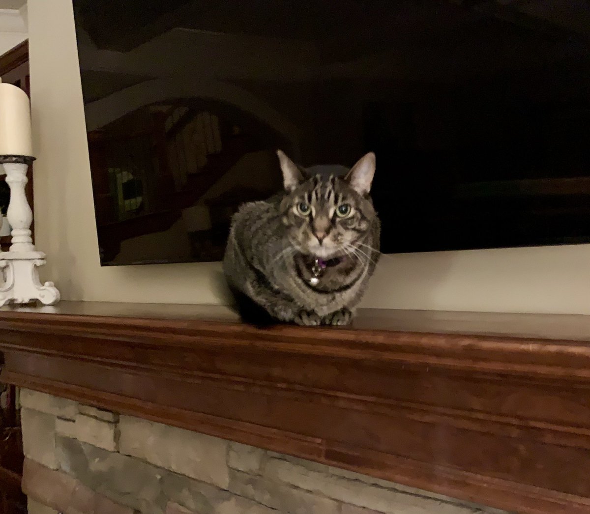 BamaStephen's tweet photo. My Grandcat Hodor is pretty ticked off at CBS for cutting off the highly-anticipated, amazing Billy Joel concert at Madison Square Garden In New York City right in the middle of “Piano Man!” So am I! 😡
@billyjoel @CBS @CBSNews #HeidiGame #Heidi #BillyJoel https://t.co/OdquZAWGbx