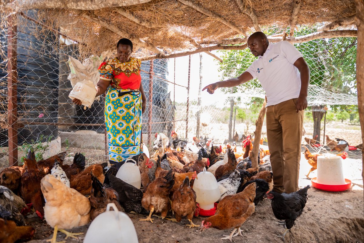 chickens, please contact Mwema on 0720352773.

#EnterpriseRising
#PoultryBusiness
#InspiringHopeDignityChoice