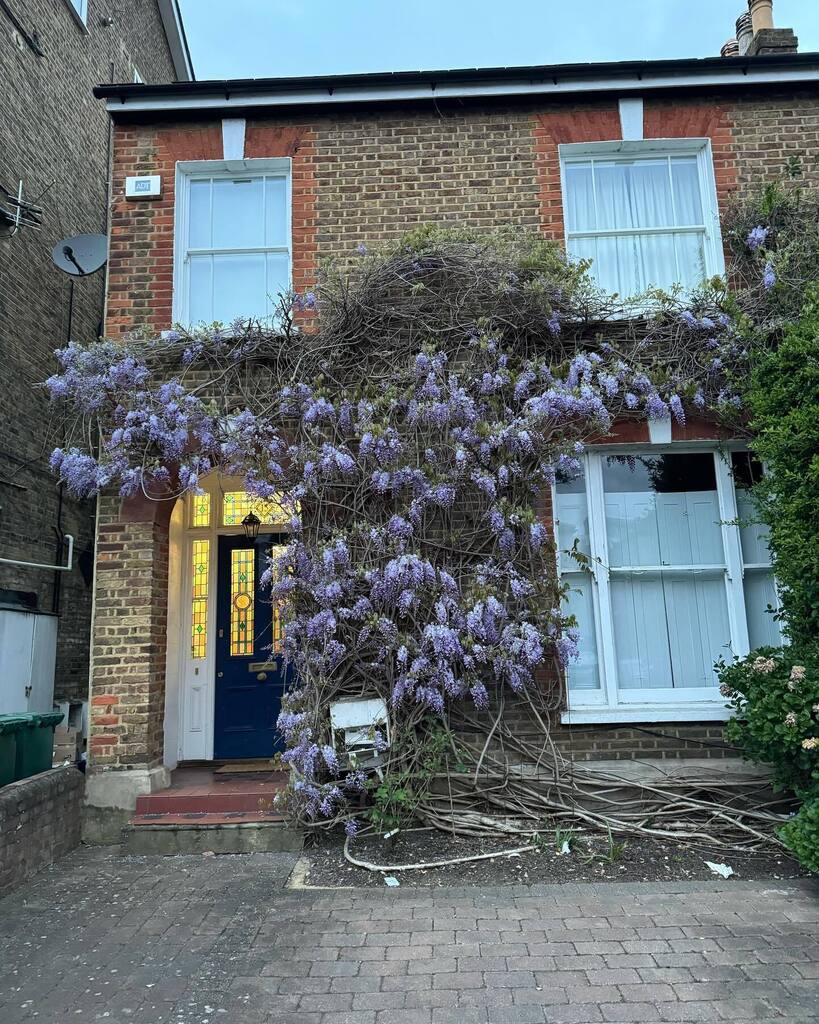 Wisteria #wisteria #wisteriahysteria #wisteriaflowers #teddington #spring #springtime #springishere #springisintheair #springishere🌸 #london #springflowers #londoner #londoners #london🇬🇧 #londonerslondon instagr.am/p/C5xUSygtOlp/