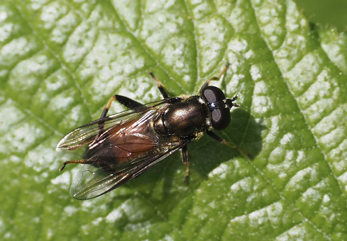 A very attractive hoverfly Xylota segnis with in my opinion  unattractive common name Orange-belted leaf licker.