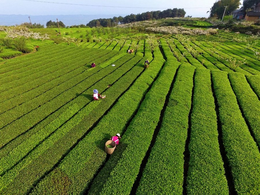 VoiceofPD's tweet image. #SpringinChina
As spring #tea is entering the peak picking season in multiple regions across China, meteorological departments have spared no effort in providing services.
More pics: en.people.cn/n3/2024/0412/c…