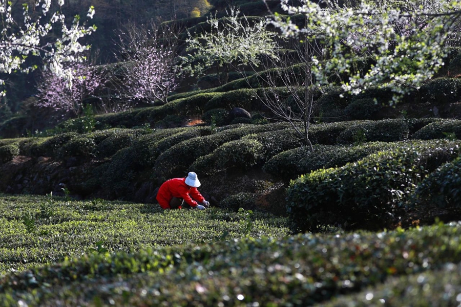 VoiceofPD's tweet image. #SpringinChina
As spring #tea is entering the peak picking season in multiple regions across China, meteorological departments have spared no effort in providing services.
More pics: en.people.cn/n3/2024/0412/c…