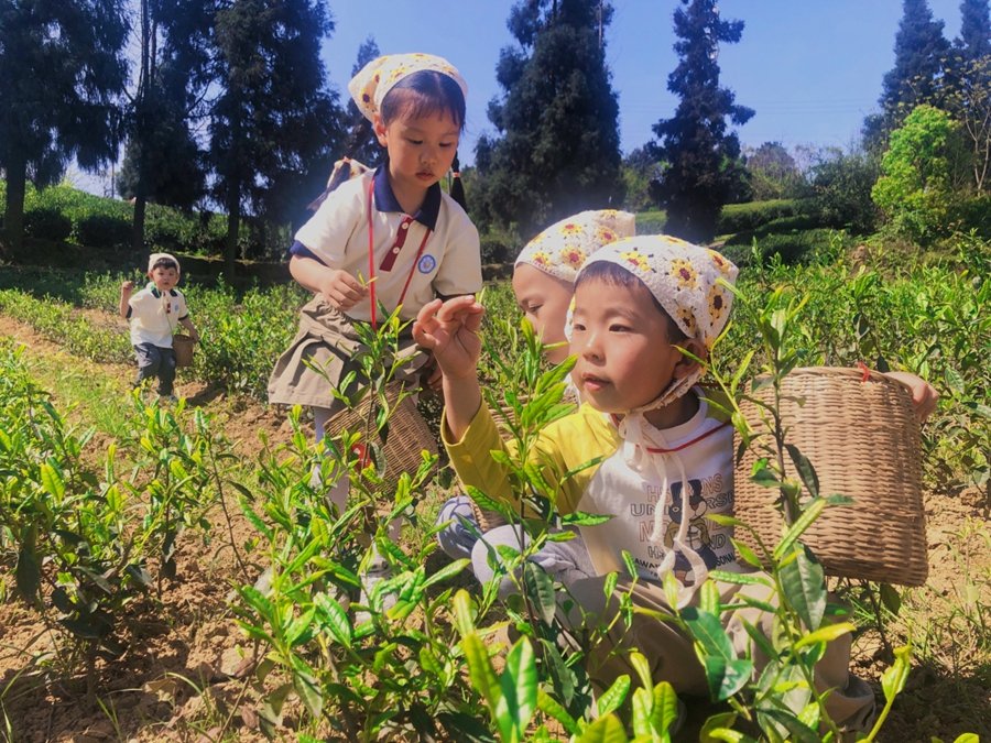 VoiceofPD's tweet image. #SpringinChina
As spring #tea is entering the peak picking season in multiple regions across China, meteorological departments have spared no effort in providing services.
More pics: en.people.cn/n3/2024/0412/c…