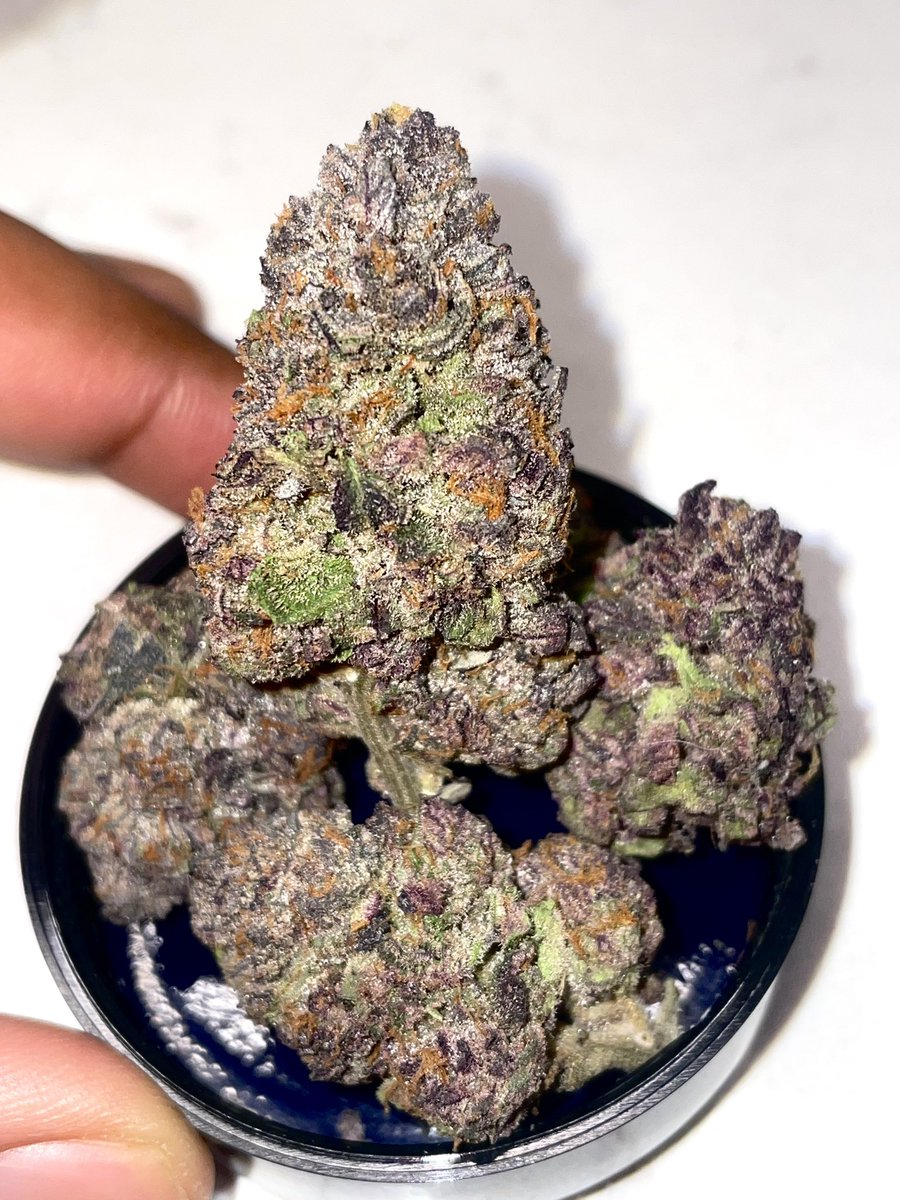 terphuntersla's tweet image. Black Caiman ⚫️🐊(Double Platinum Cookies S1) Cultivated by #grandifloragenetics &amp;amp; #gulfcoastla