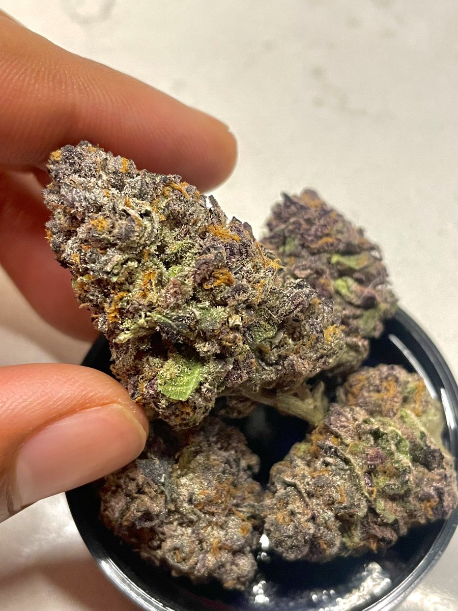 terphuntersla's tweet image. Black Caiman ⚫️🐊(Double Platinum Cookies S1) Cultivated by #grandifloragenetics &amp;amp; #gulfcoastla