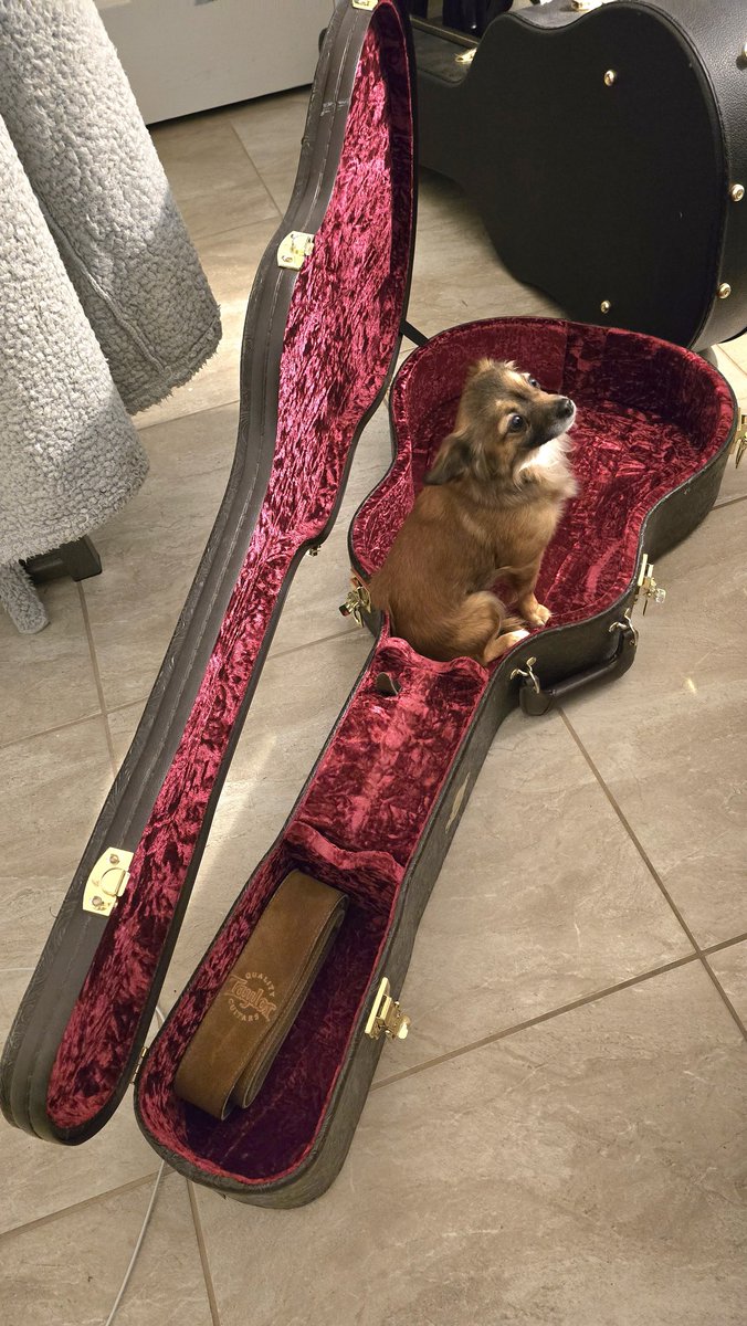 JessicaNorthey's tweet photo. Jam sessions just got a whole lot cuter! ๐ธ๐ท 2 weeks in & Venus has already found her favorite spot - nestled in @BillyShawJr's @TaylorGuitars! ? #Rescues2theRescue #PawsitiveProgress #CanineCountry @ForPathways https://t.co/9SVIaEnboo