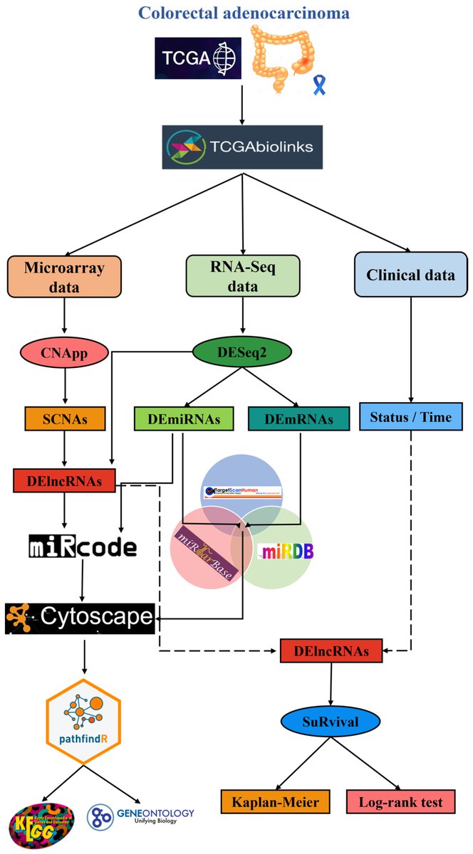 Somatic Copy Number Alterations in #ColorectalCancer Lead to a Differentially Expressed ceRNA Network (ceRNet) 👥By Mr. Hector Herrera-Orozco et al. 🏦Universidad Nacional Autónoma de México 🔗mdpi.com/1467-3045/45/1… @MDPIOpenAccess #ceRNA