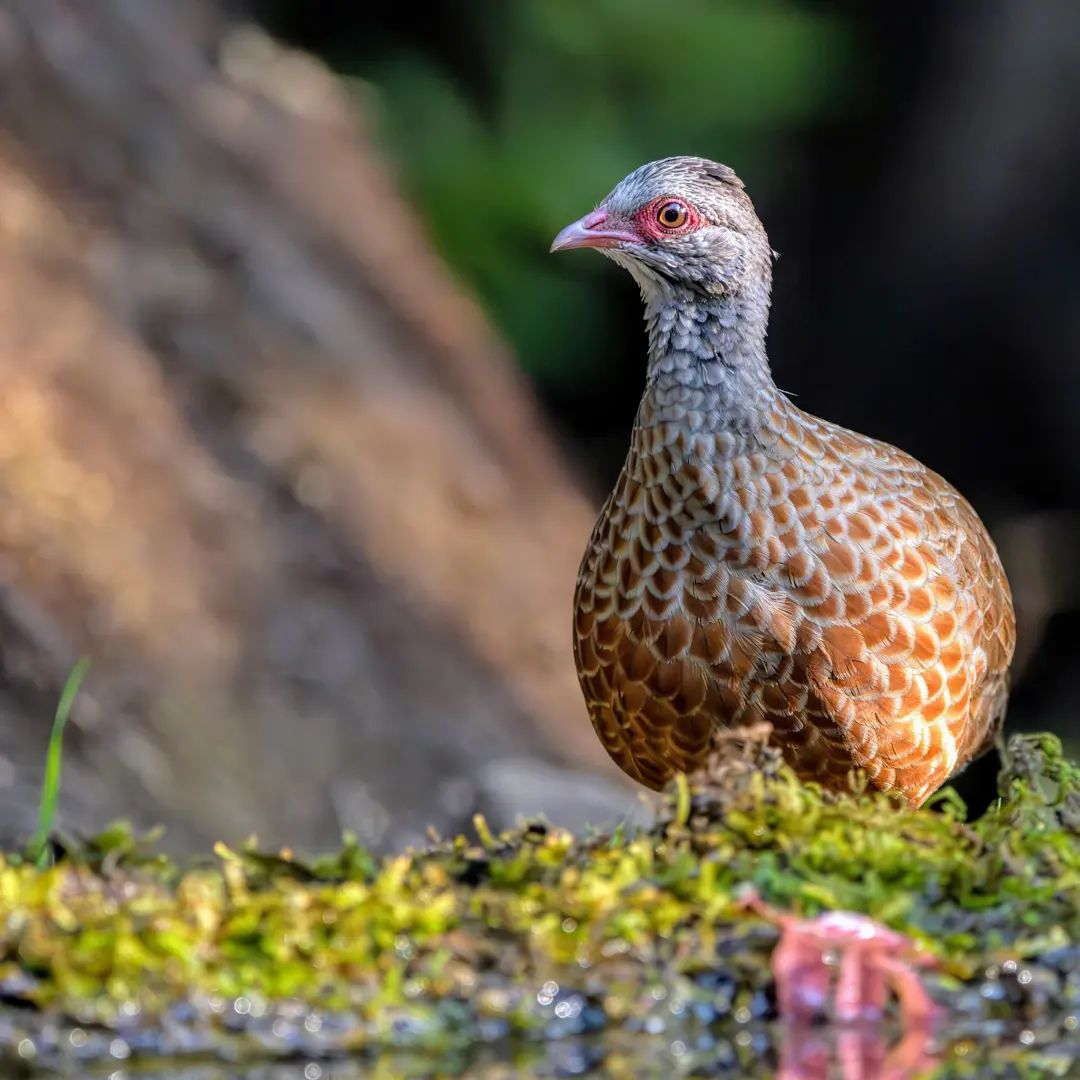 Behold the captivating beauty of the Indian Spurfowl, a marvel of nature's design and elegance. Captured beautifully by Mohit Sirpurkar through SIGMA 150-600mm F5-6.3 DG DN OS. #SIGMAPicks #sigmaphotoindia #sigmaindia #sigmalens