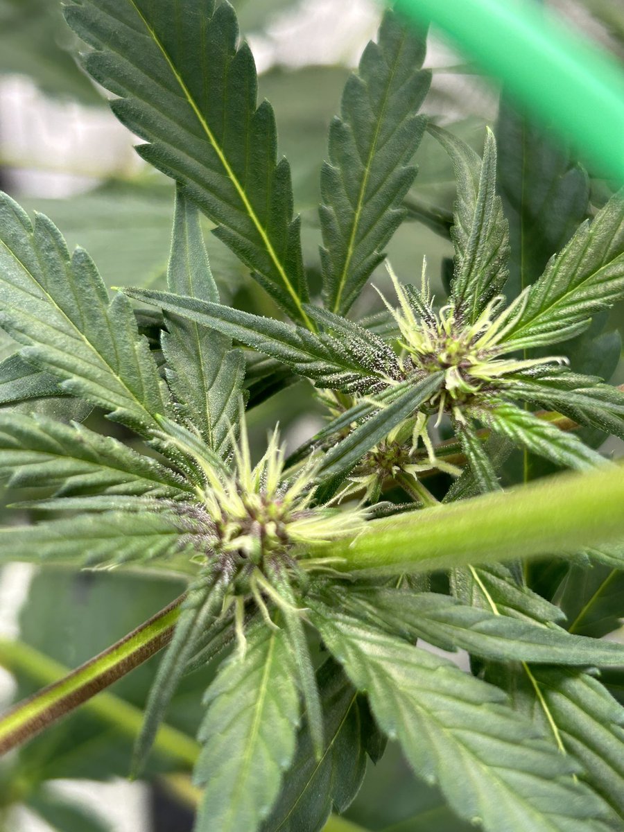 Day 39 @Fast_Buds #LSD25 in #Hydro #DWC #HydroGrower
#GrowYourOwn #Cannabis #PlantMedicine #Weed #Marijuana #SmokeWeedEveryDay
#Homegrown #CannabisCommunity
#CannaFam #CannaLand #420friendly
#420life #WeedLife #CannabisGardener
#GardeningLife #CannabisHeals
✌🏻💚👽💨