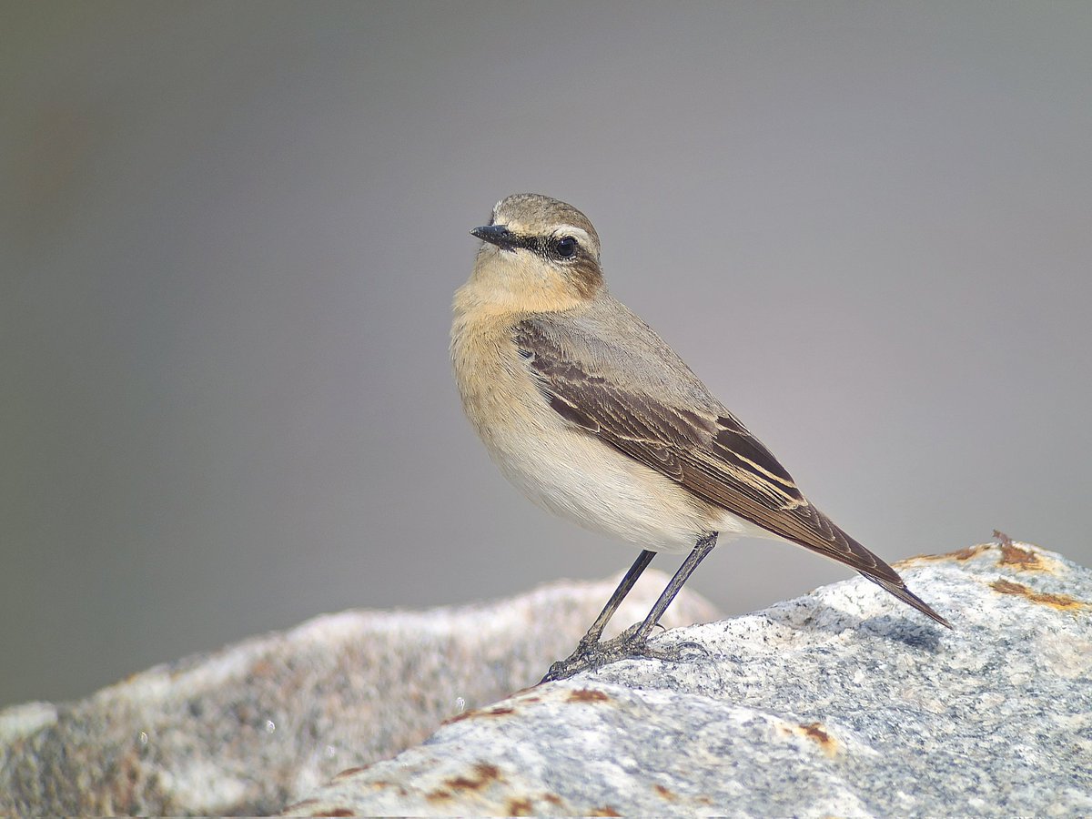 A fantastic 83 spp day of inbound and outbound migrants yday on the Humber at Pyewipe: Whinchat 💥, Spoonbill, 8 spp of warblers, Wheatears, Merlin, SEO and Whoopers 😍 #humberbirds ebird.org/checklist/S168…