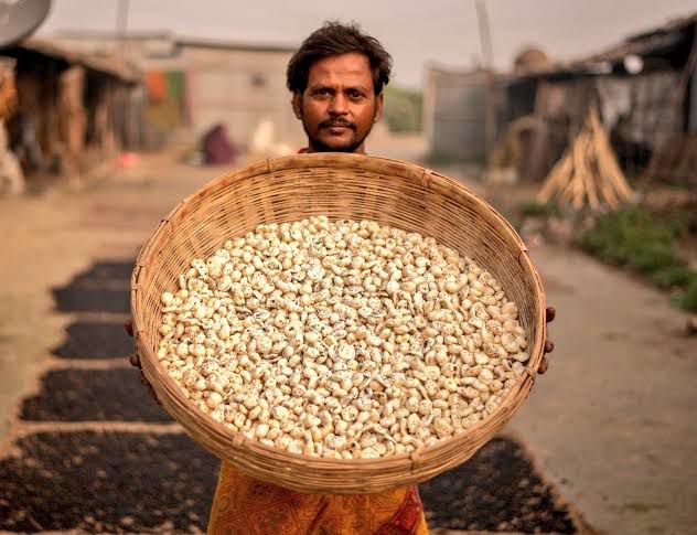 A few yrs ago, Makhana used to be an Indian snack that nobody paid attention to Everyone thought it’s worthless To their utter SHOCK, it’s now the most sought-after superfood on earth, selling at a 4000% profit margin! THREAD: How India’s Makhana became the world’s Fox Nuts🧵