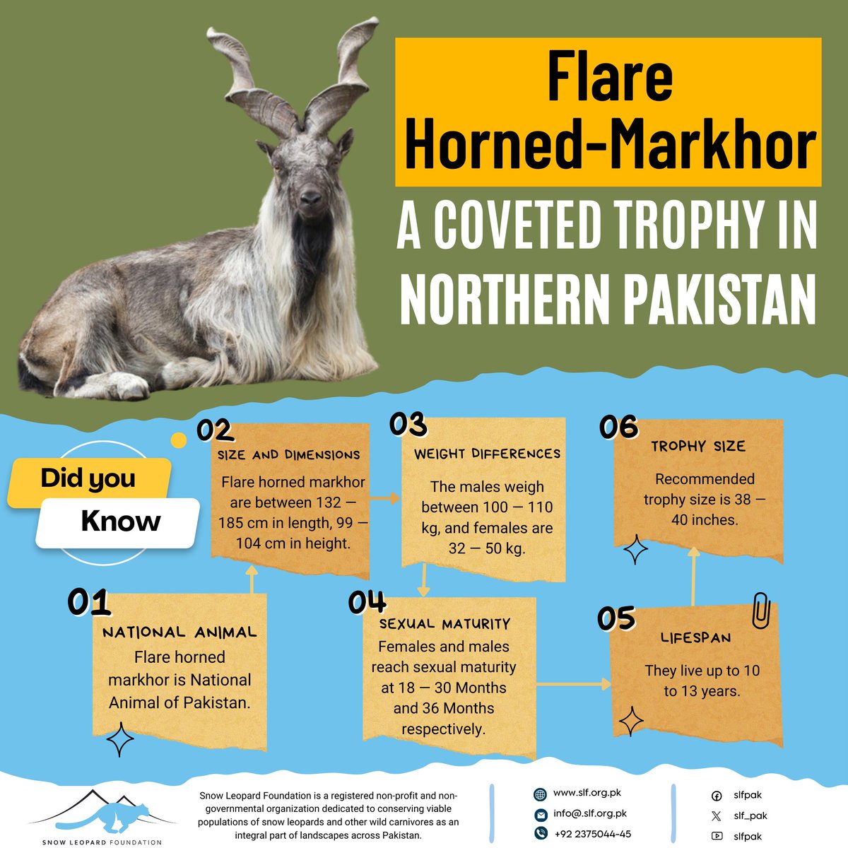 Discover the beauty & importance of the flare horned markhor! 🦌 As Pakistan's National Animal, these majestic creatures not only contribute to biodiversity but also support local communities. Let's protect their habitat for a sustainable future! #MarkhorConservation #Wildlife