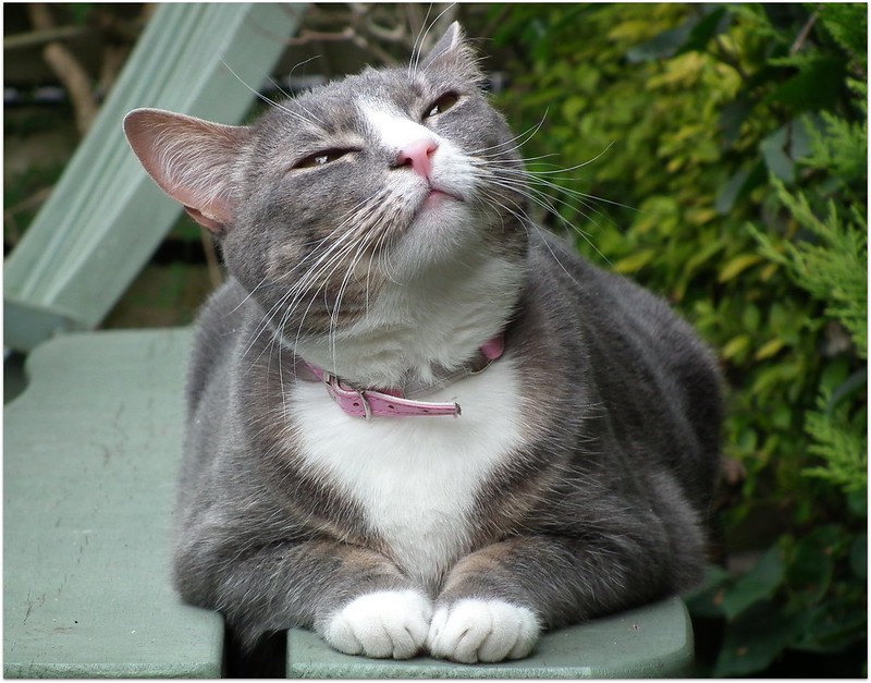 'I sure hope that comet doesn't hit the earth too fast. I'm not done sunbathing yet.' 😹🤔😹🤔 #NationalLookUpAtTheSkyDay @ThePhilosopurr @GeneralCattis @HarryCatPurrs @RealCatFanatic9 @LuminousNumino1 @TERRYW_UK @PeterRABBIT67 @briano29 @eliznoelle @EringoB02429272 @lymeist