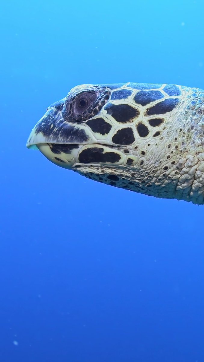 The Eye of a Sea turtle 👀🐢 #scubadiving #seaturtle #bali #nusapenida #oc... youtube.com/shorts/LCYeLOM… via @YouTube