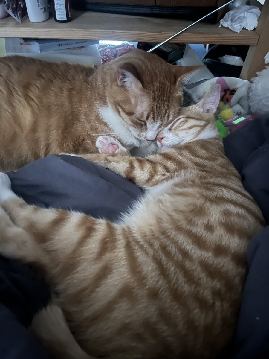 기쁨이 심장병 완치 판정 나왔다!!!!
이제 약 안 먹어도 된다 행복하다…!!!!!