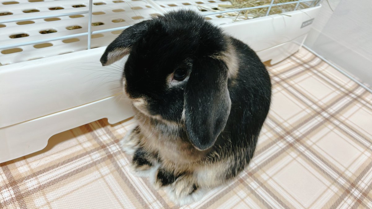 今日は暴れん坊だね

#うさぎのいる暮らし