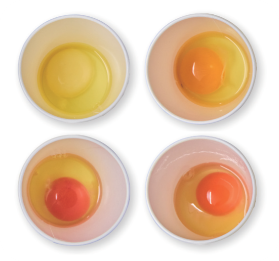 🥚たまごにも個性が🥚 卵黄の色は個性豊か！ それは、たまごを産む