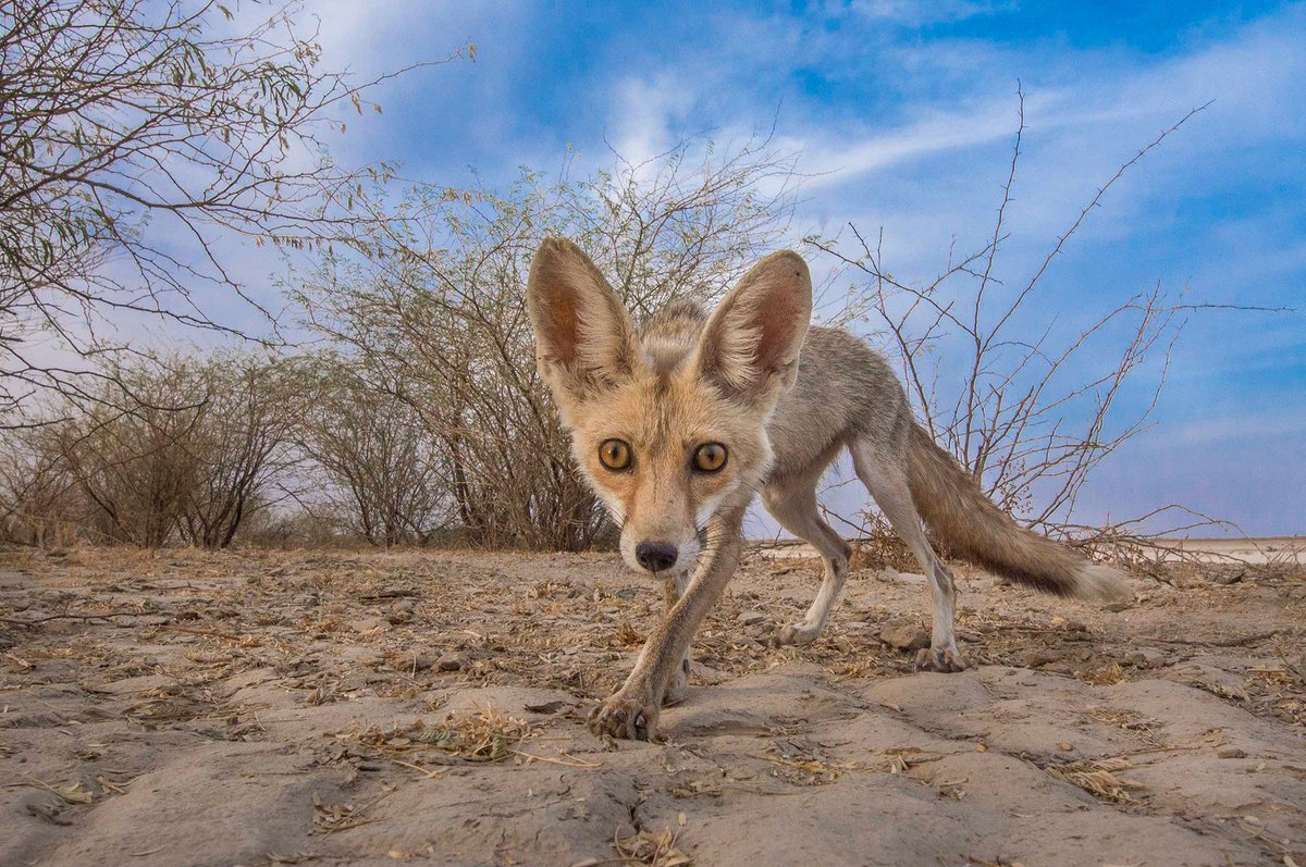 #FromTheArchives The #DesertFox, also known as the White-footed #Fox is the most widely distributed carnivore in the world. #WildlifePhotographer Manish Vaidya shines a light on some lesser-known facts about the species. 📷 Desert Fox bit.ly/3JjlsME