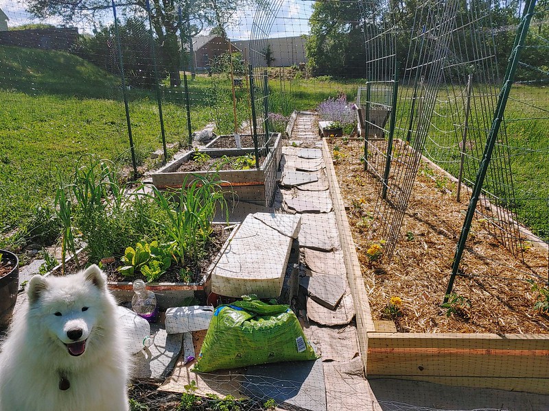 'I'm not done planting my garden yet. My human assistant is taking another coffee break.' 🐶😂🐶😂 #NationalGardeningDay @ThePhilosopurr @GeneralCattis @HarryCatPurrs @RealCatFanatic9 @LuminousNumino1 @TERRYW_UK @PeterRABBIT67 @briano29 @eliznoelle @EringoB02429272 @lymeist