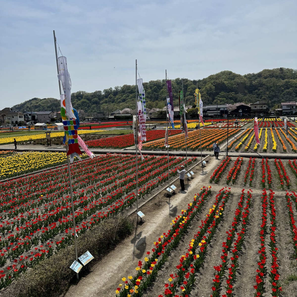 _imitator's tweet photo. 多摩川沿いのチューリップ畑。
毎年、この時期とても綺麗ね。
🌷🌷🌷🌷🌷🌷🌷🌷🌷🌷

#チューリップ
#多摩川
#羽村市 https://t.co/C1OIr8QaxX