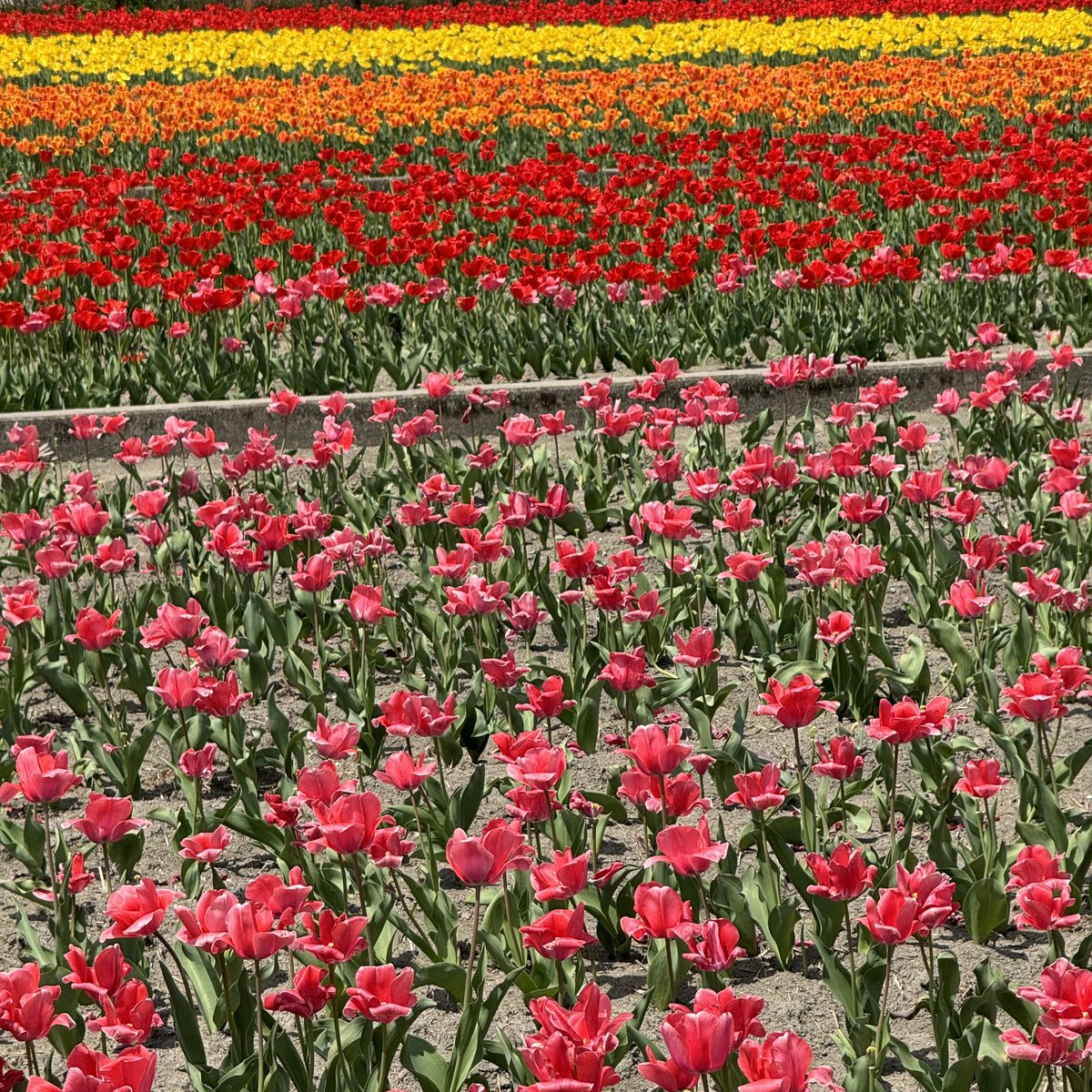 _imitator's tweet photo. 多摩川沿いのチューリップ畑。
毎年、この時期とても綺麗ね。
🌷🌷🌷🌷🌷🌷🌷🌷🌷🌷

#チューリップ
#多摩川
#羽村市 https://t.co/C1OIr8QaxX