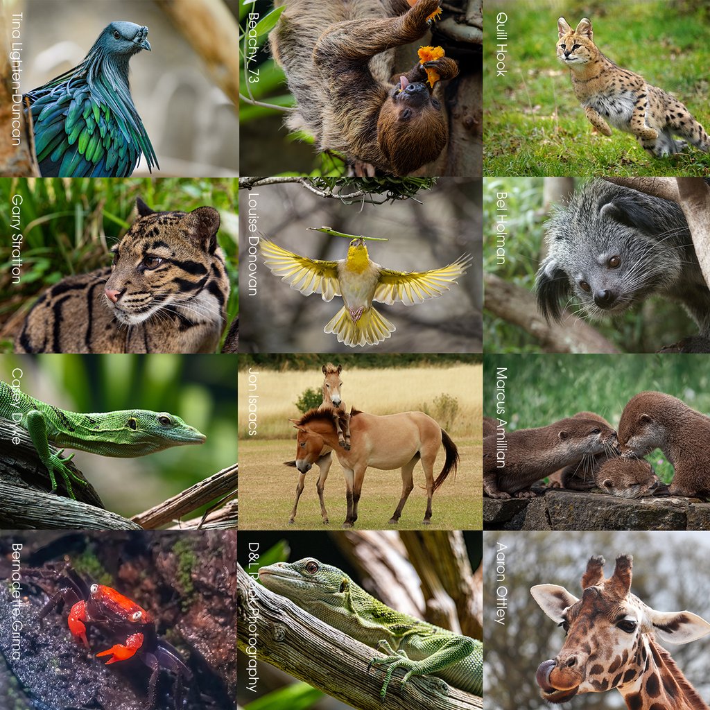 We’re looking for 12 stunning photos of our animals to feature in our 2025 Marwell Zoo calendar which will go on sale in our Gift Shop.🦒📸 Read more: bit.ly/3PYHXtP #PhotographyCompetition #WildlifePhotography #2025Calendar