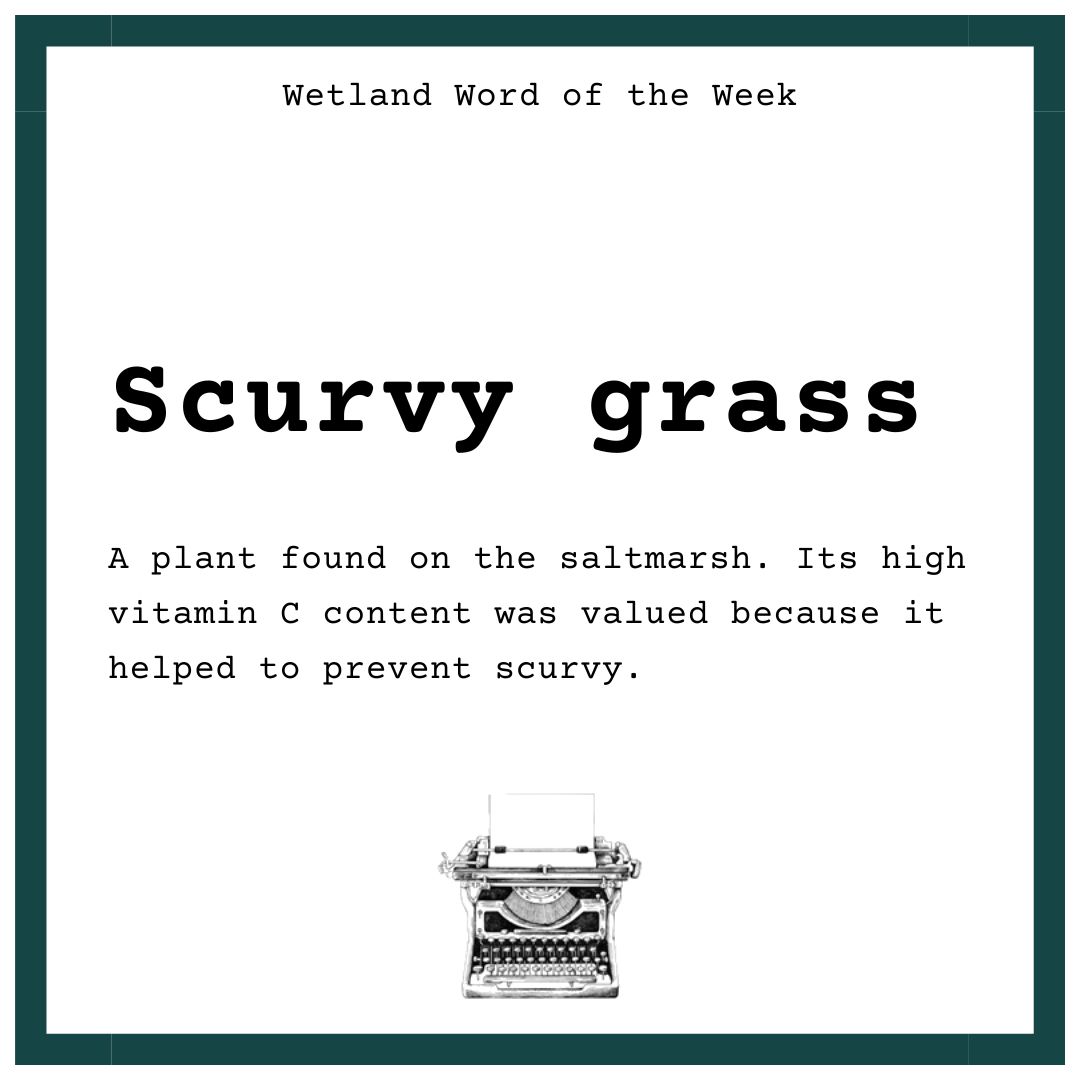 Wetland Word of the Week 🌿 SCURVY GRASS is a plant found on our saltmarsh. Its high vitamin C content meant it helped to prevent scurvy which is where it gets its common name. It is very bitter and actually not a grass at all but a relative of cabbage! #WetlandWordOfTheWeek