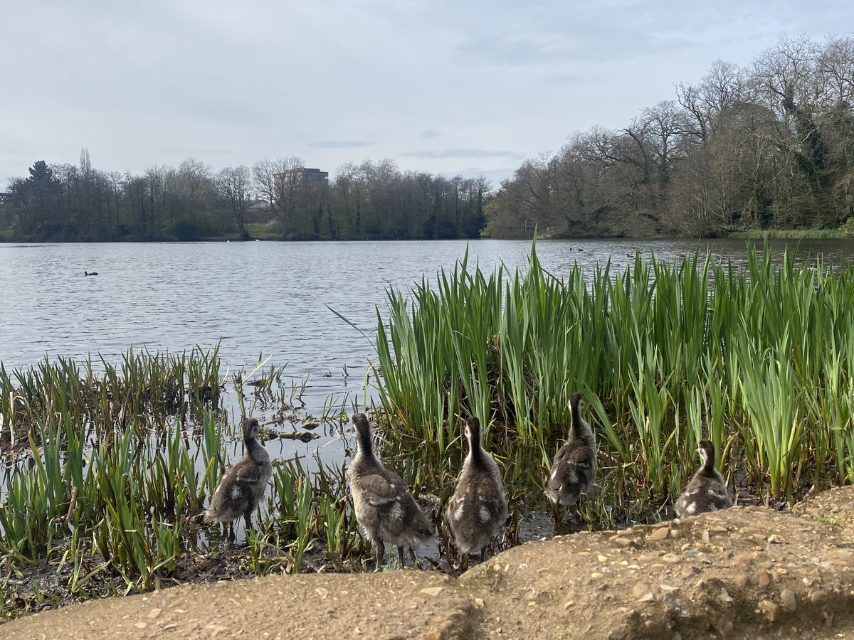 Our web-footed friends are having a yawn and a stretch and preparing themselves for the summer term! What are you looking forward to this term? 🌿