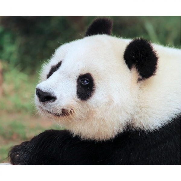 王子動物園で2024 年５月10 日（金）に開催する、ジャイアントパンダ「タンタン（旦旦）」の追悼式に参列いただく方々を募集いたします。
詳細は下記URLをご覧ください。
kobe-ojizoo.jp/event/detail/?…

#王子動物園　#神戸市