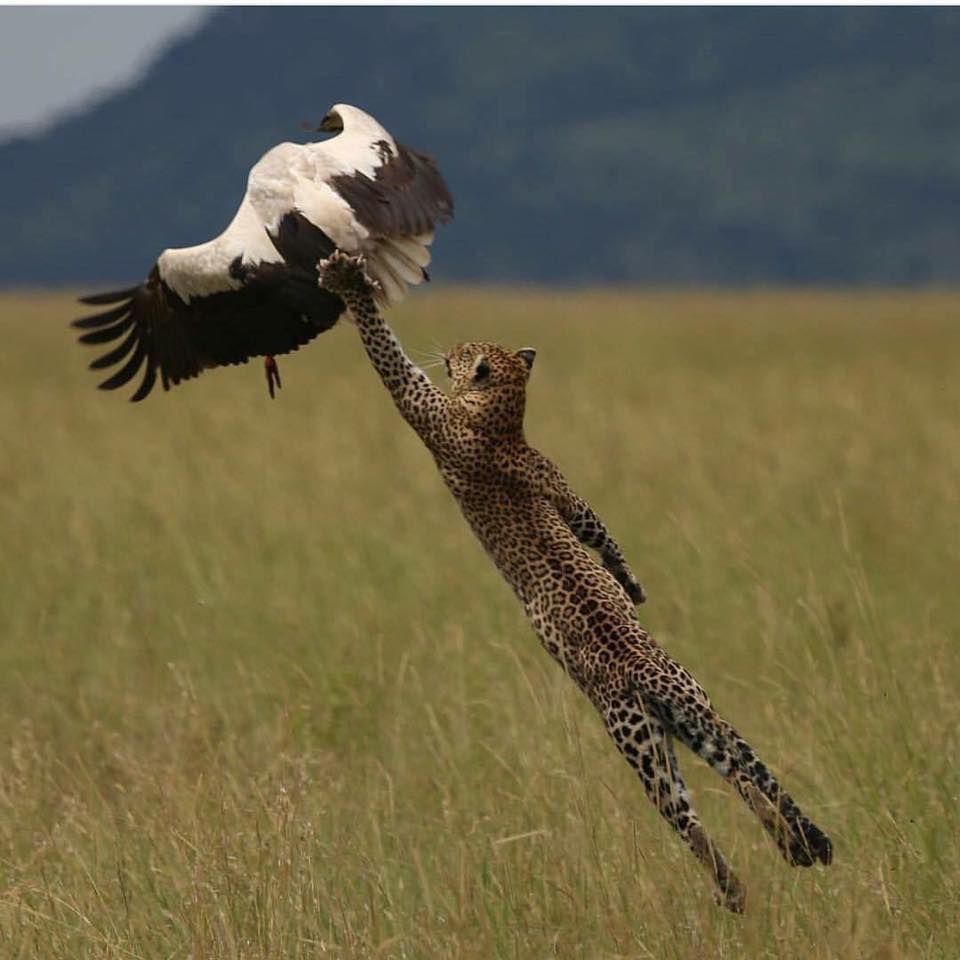 Jungle kitty just wants to pet the pretty birdie. What could possibly go wrong? 😻😬😻🤔 #ReachAsHighAsYouCanDay #Cheetah @ThePhilosopurr @GeneralCattis @HarryCatPurrs @RealCatFanatic9 @LuminousNumino1 @TERRYW_UK @PeterRABBIT67 @briano29 @eliznoelle @EringoB02429272 @lymeist