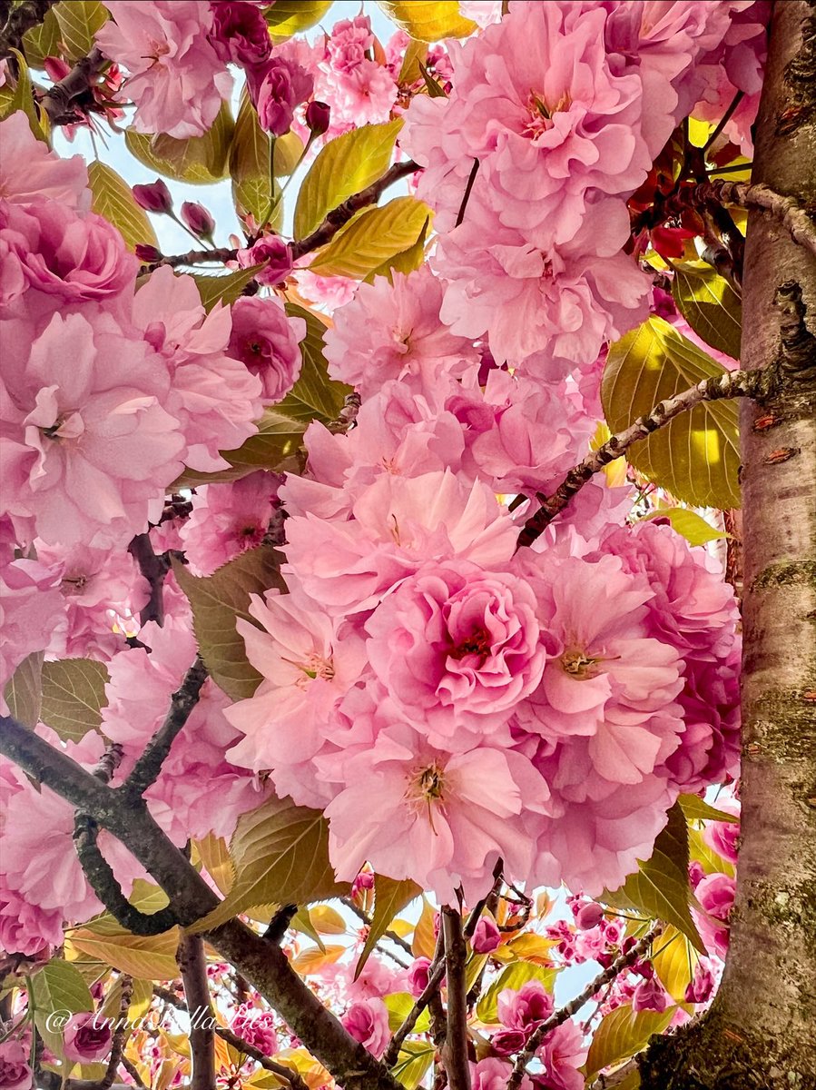 AnnaBellaPics's tweet photo. Always one of the most stunning flowering cherry trees … ‘Kwanzan’🌸💗 Wishing you all a happy new week🌿 #flowers #gardening https://t.co/1FyUs3S0nN