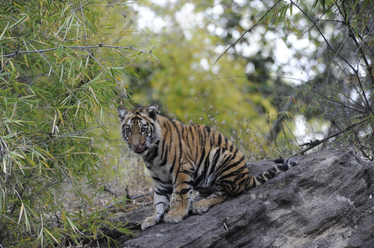 Discover wild India 👉 andbeyond.pulse.ly/x739laxwqx

📷: Toby Sinclair
📍: Bandhavgarh National Park
🌏: India

#seewhatliesbeyond #andbeyondtravel #travelinspiration #traveldeeper #india #luxurytravel #responsibletravel #sustainabletravel