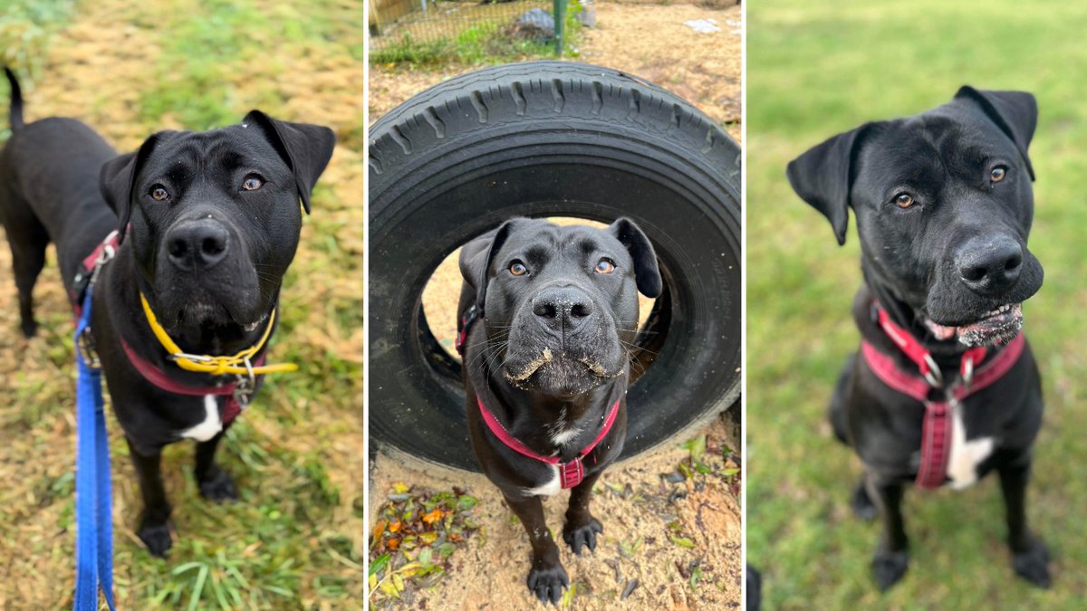 Fantastic Figgy came into the care of @mountnoddy after being abandoned as a puppy with his siblings in a cardboard box. One year on, he is now a big bouncy boy who is eager for a second chance with the right family 🏡 Give this cheeky chap a chance: bit.ly/3VXmVjg