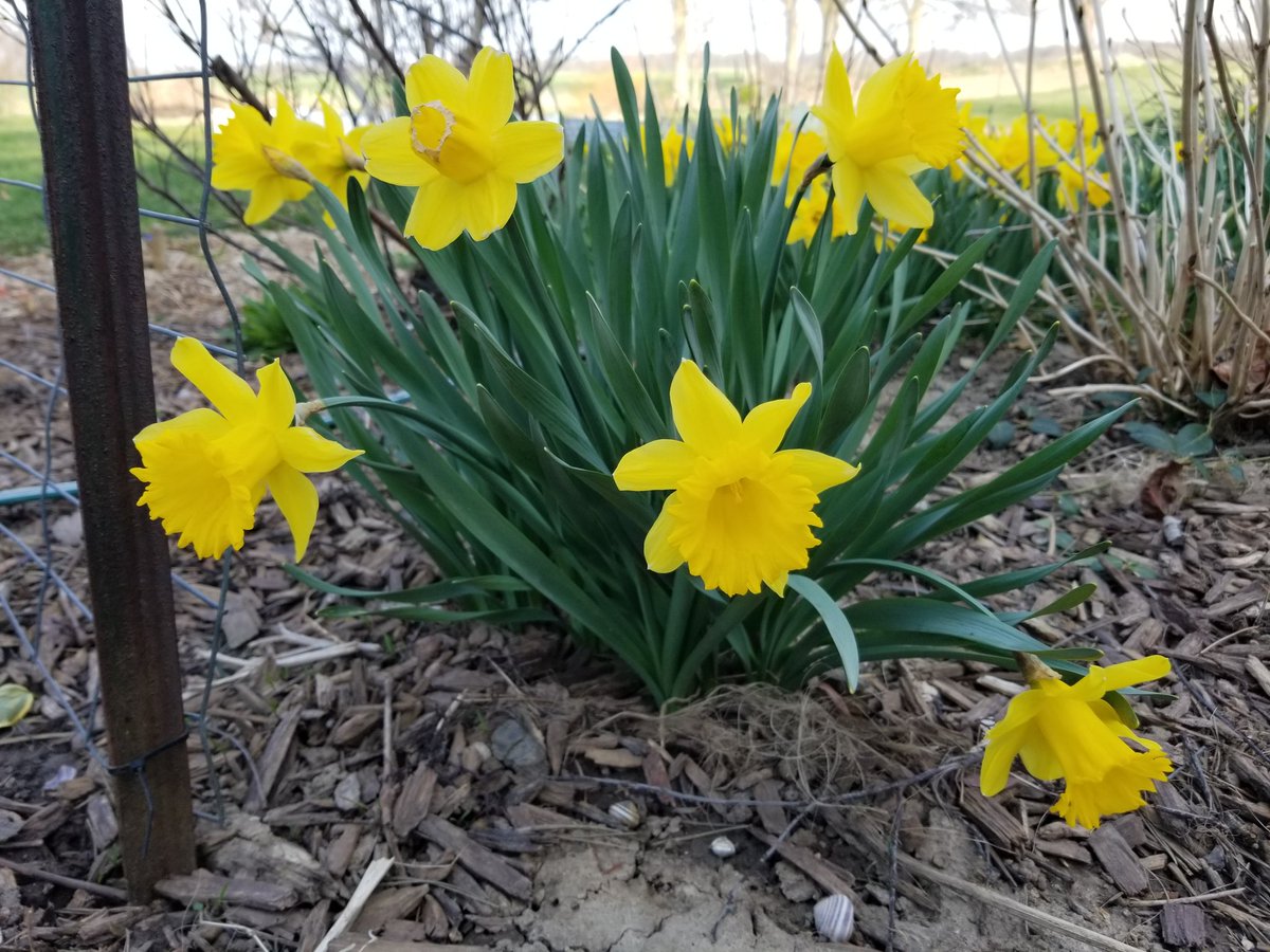 MarkC_289's tweet photo. Ah, the joy of the first (non-weed) flowers of Spring...and of having big old evergreens in your front yard!
That was the first wheelbarrow full of twigs, needles & cones, and I'm not done yet.🤷♂️
#gardening #YardWorkOut https://t.co/0s4lzeJXBW
