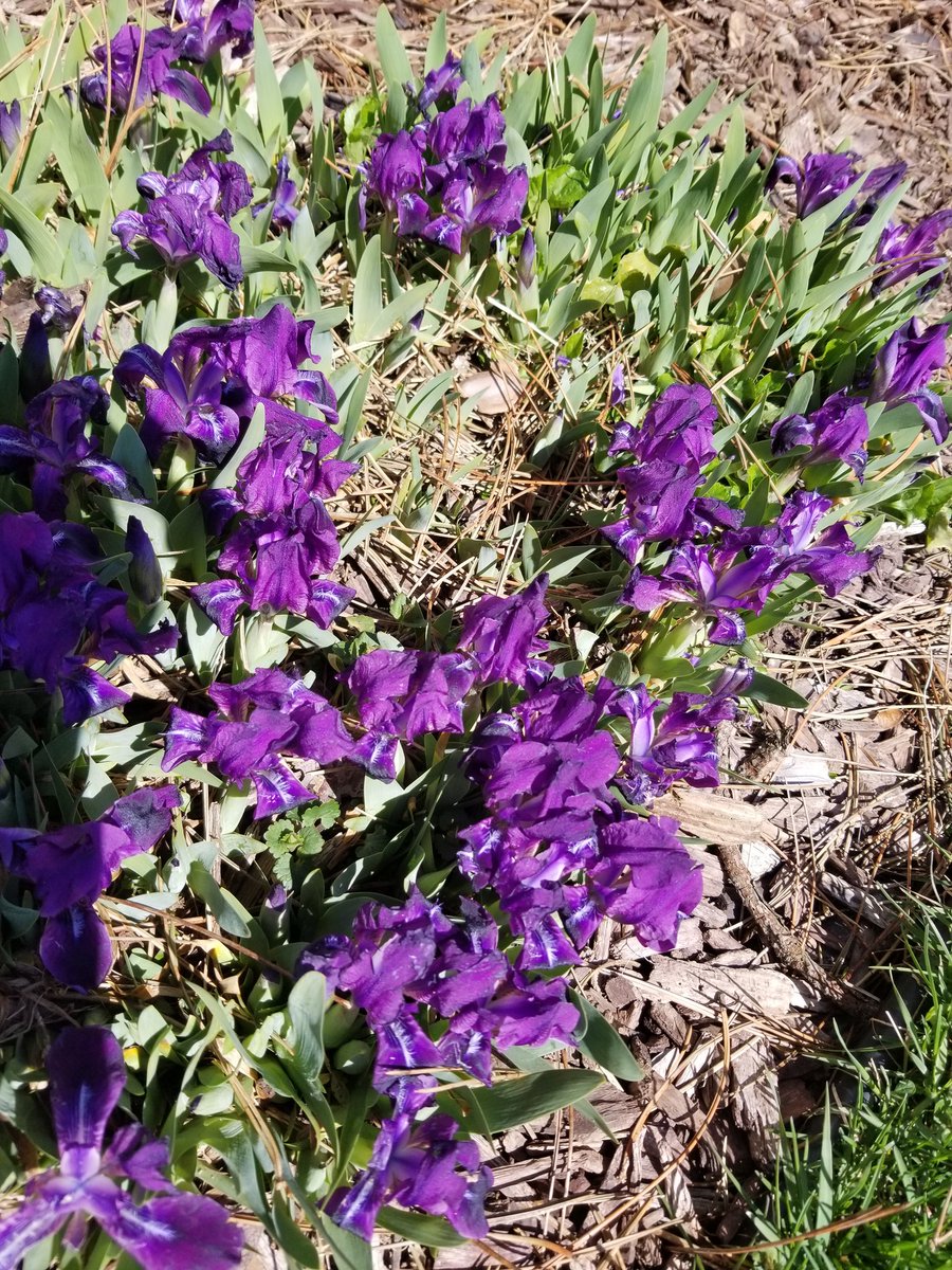 MarkC_289's tweet photo. Ah, the joy of the first (non-weed) flowers of Spring...and of having big old evergreens in your front yard!
That was the first wheelbarrow full of twigs, needles & cones, and I'm not done yet.🤷♂️
#gardening #YardWorkOut https://t.co/0s4lzeJXBW