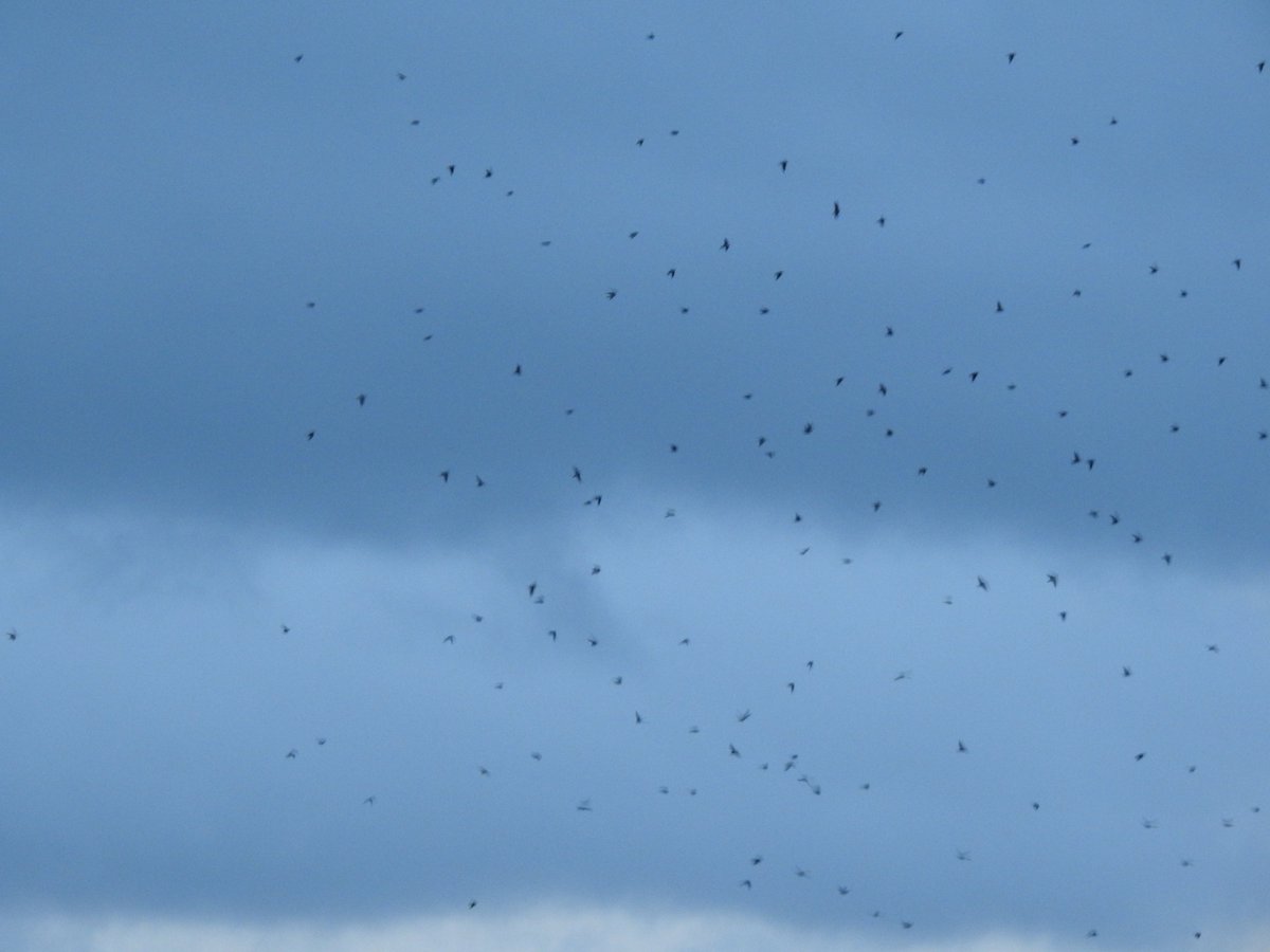 A Sandwich Tern did a few circuits of #LMGP at 6:30am before flying back to the river (poor record shot in low light etc.) - my first since 2022. Also 200+ Sand Martins first thing which probably roosted nearby (130+ in pic) and my 1st Reed Warbler of the year.