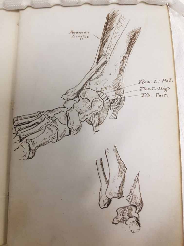Scots dental surgeon John Smith died #OTD 1910. Surgeon-dentist to Queen Victoria, co-founder of Edinburgh Dental Dispensary & Hospital for Sick Children, Smith was also a very talented medical & anatomy artist. His sketchbooks digitised here buff.ly/2EidLa4? #WorldArtDay