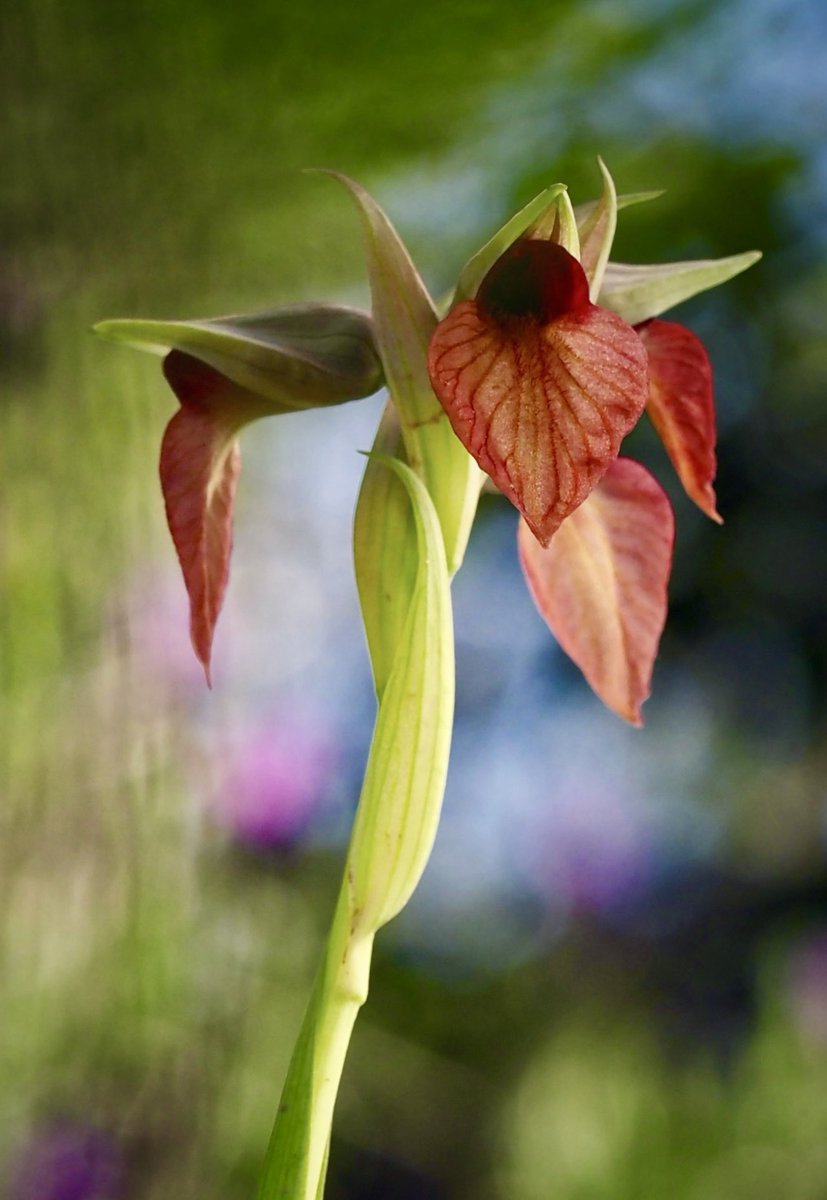 “Quan el poder de l'amor sobrepassi l'amor pel poder, el món coneixerà la pau”. Jimi Hendrix. Serapias cordigera L. (galls grossos) 04.04.2024 #orquídies #orquideas #orchids #Menorca #BalearsNatura #MenorcaBiosfera #biodiversity #biodiversitat