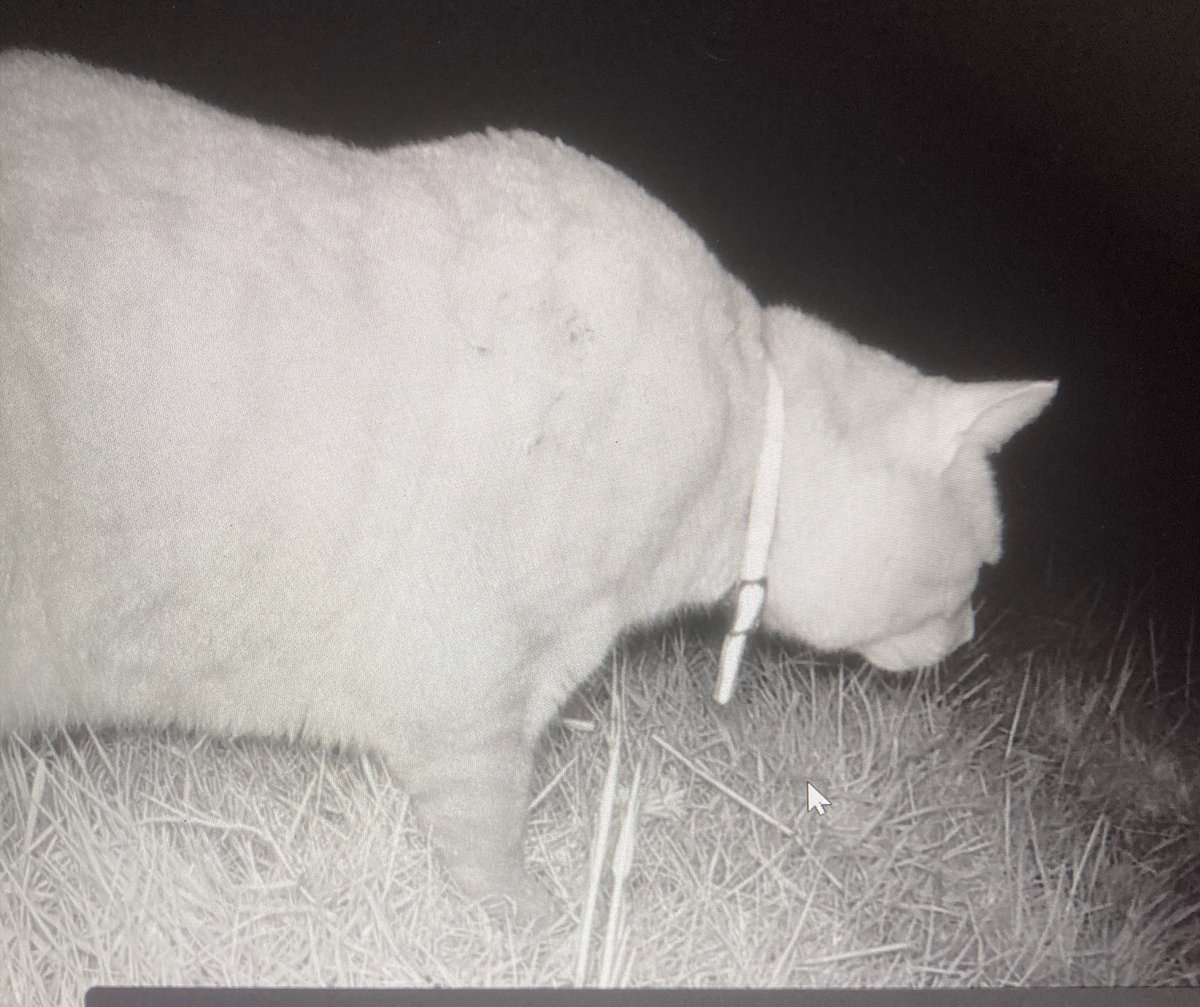 De komende dagen komen de kievitsnesten uit. De kuikens zijn erg kwetsbaar voor predatie. Dit is een van de meest gevreesde roofdieren voor de jonge vogels in Nederland. De #huiskat🐈🐈‍⬛ Houd u uw kat ook ‘s nachts binnen? Dat scheelt erg veel leed onder #weidevogels @BFVW