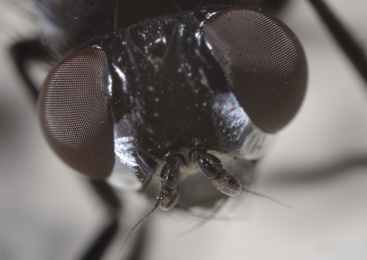 #ムナギンクロバエ の触角。
次は何時見つかるか。年に数回発生しているらしい。
#Morinia argenticincta #Polleniidae(Calliphoridae) #Diptera #ハエはいいぞ
