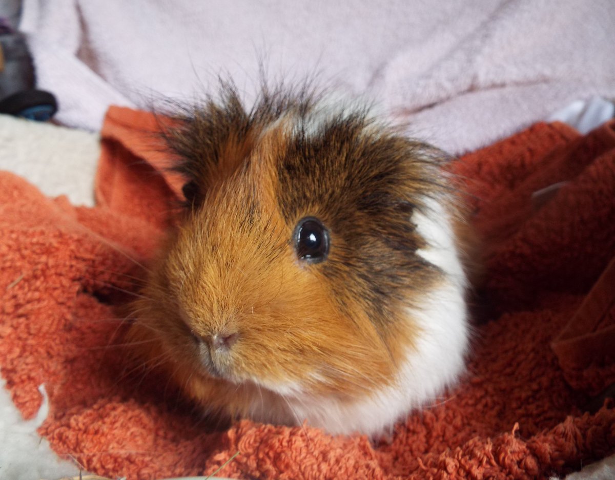 This is Genie who needs a new home, she's 4 years old, friendly and comfortable with people. She came in alone as her sister died so she needs a home with some guinea pig company. Details here soon-bleakholt.org/lancashire-ani… 🐾 #AdoptDontShop #guineapig #Mondayvibes #guineapigs