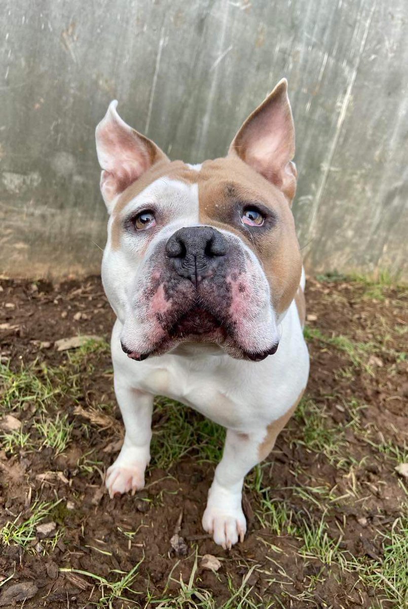 #k9hour Primrose 3 yr old Pocket Bully, she would like a calm quiet home with owners exp with nervous bull breeds, likes gentle affection to neck/shoulders but not head, can live with children 13+ in pet free home, more info/adopt her from @Gablesdogscats UK