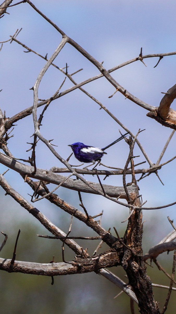 Yesterday I did a spot of birding in the shrublands near the edge of Lake Moore, the large (and currently very dry) salt lake which borders Mt Gibson to the east. A couple of highlights were some slaty-backed thornbills (my first confident sightings) and white-winged fairy wrens.