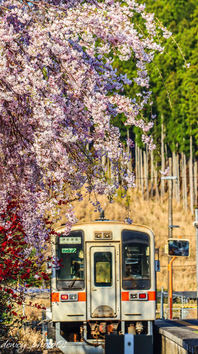 名松線終点:伊勢奥津駅

#額装のない写真展 
#伊勢奥津駅 
#春2024 
#桜2024 
#桜フォトコンテスト2024 
#名松線 
#写真で伝える私の世界