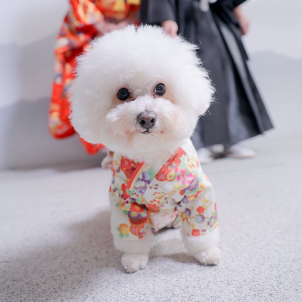 初めての家族写真📸✨🌸
お利口さんに撮れました😌💕✨

#ビションフリーゼ 
＃前撮り 
#いぬすたぐらむ 
#家族写真