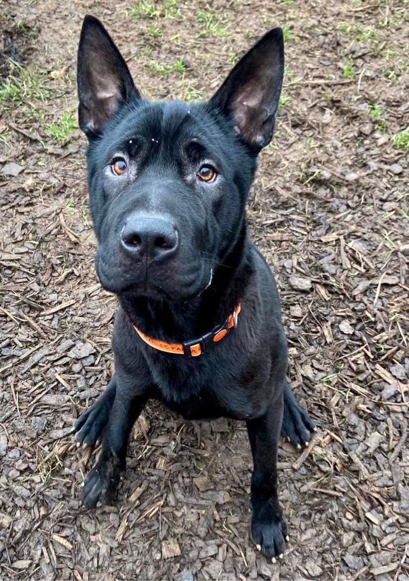 #k9hour Thistle 2-3 yr old Shar Pei cross, can live with another dog and children 10+loves people and attention, has bags of character, needs training inc house training, would like active home, more info/adopt him from @Gablesdogscats UK