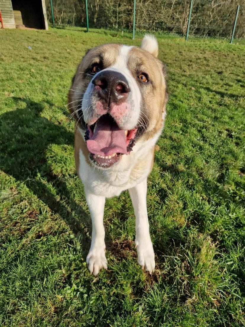 #k9hour Clifford 3 yr old Anatolian Shepherd, he had a bad start and sadly had his ears cropped, he has loads of love to give, loves toys, is good with dogs and loves to play, needs strong owner exp with large breeds, more info/adopt him from @Gablesdogscats UK