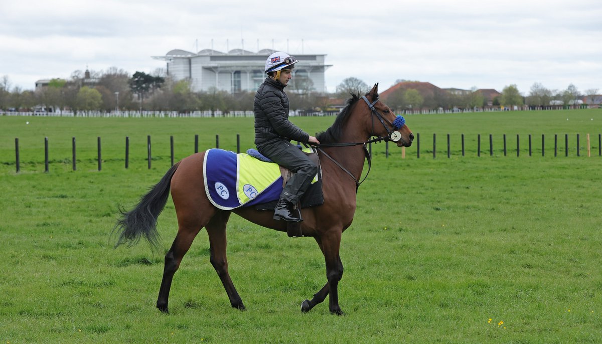 Arabian Racing Organisation tweet media