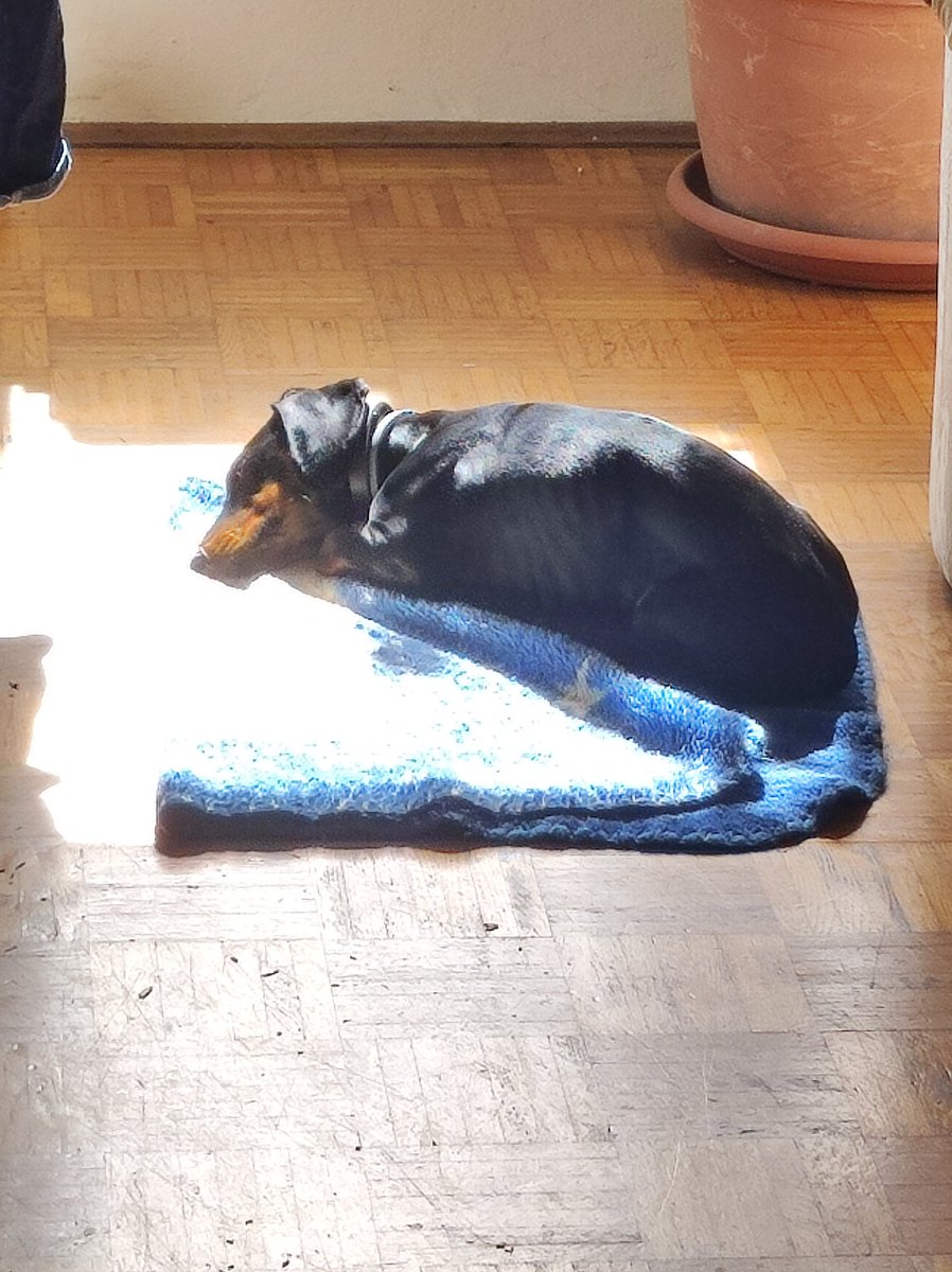 valenice10's tweet photo. @ayanaeSFW Bella will be on you if she even hears an egg shell crack and it will be the guilttrip of a thousand lifetimes https://t.co/bYk0BnbYQv